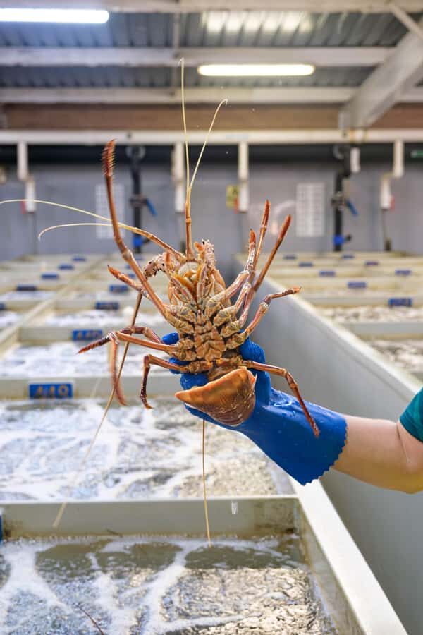 Geraldton: Behind-The-Scenes Ocean Harvest Tour - Why This Tour Works Well for Travelers
