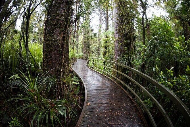 German Speaking Tour of Kawiti Glow Worm Caves, Opua Kauri Walk - Introduction: What to Expect from This Tour