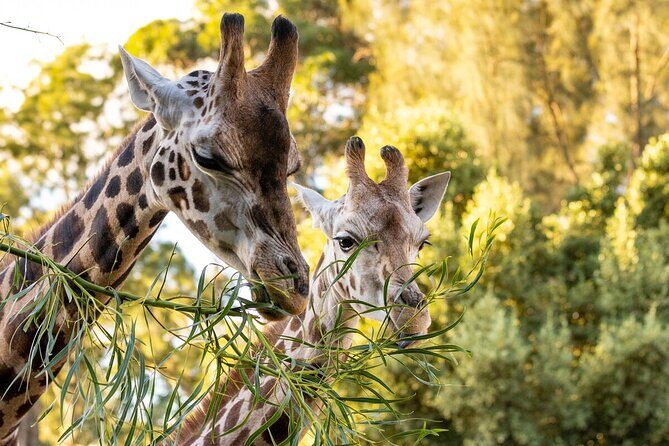Giraffe Experience at Melbourne Zoo - excl. entry - What Travelers Are Saying