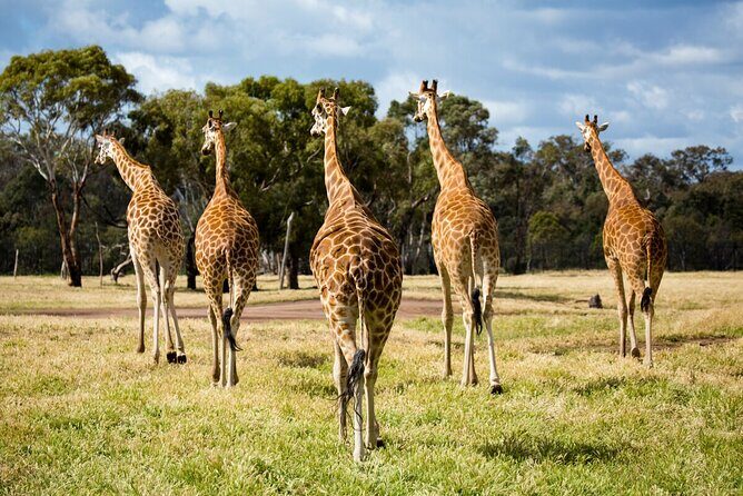 Giraffe Experience at Werribee Open Range Zoo - excl. entry - Final Thoughts: Is It Worth It?