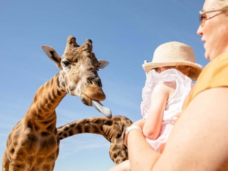 Giraffe Safari & a Day at Monarto Safari Park - Why This Experience Works