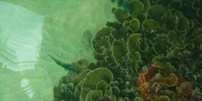 Glass Bottom Boat Ride in Trincomalee - Who Should Consider This Tour?