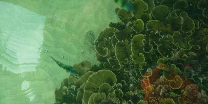 Glass Bottom Boat Ride in Trincomalee - Who Should Consider This Tour?