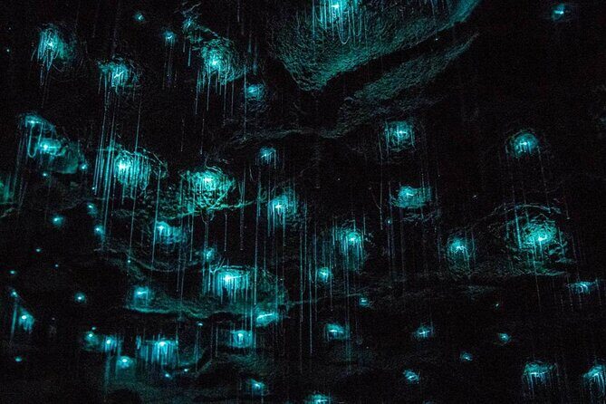 Glowworm Caves & Hamilton Gardens Day Tour from Auckland - The Experience: What You Can Expect