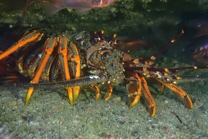 Goat Island Experience Advanced Snorkel Tour - Why This Tour Offers Great Value