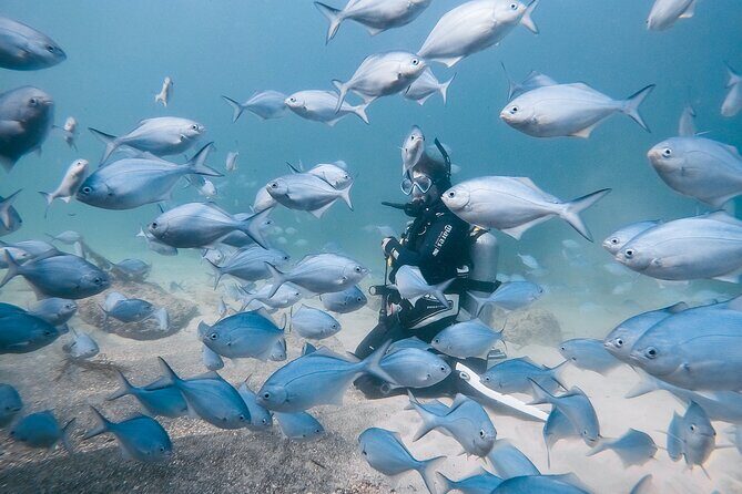Goat Island Experience Guided Boat Dive - What to Expect During the Dive