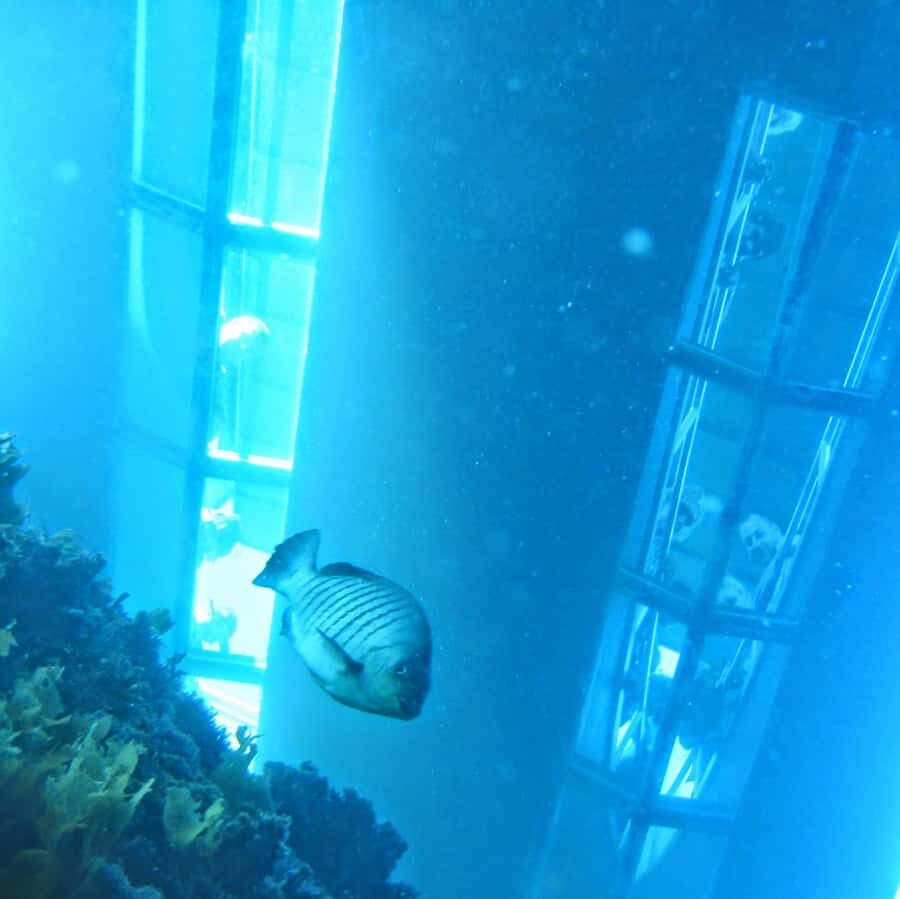 Goat Island: Glass Bottom Boat Tour - What Makes This Tour Special?
