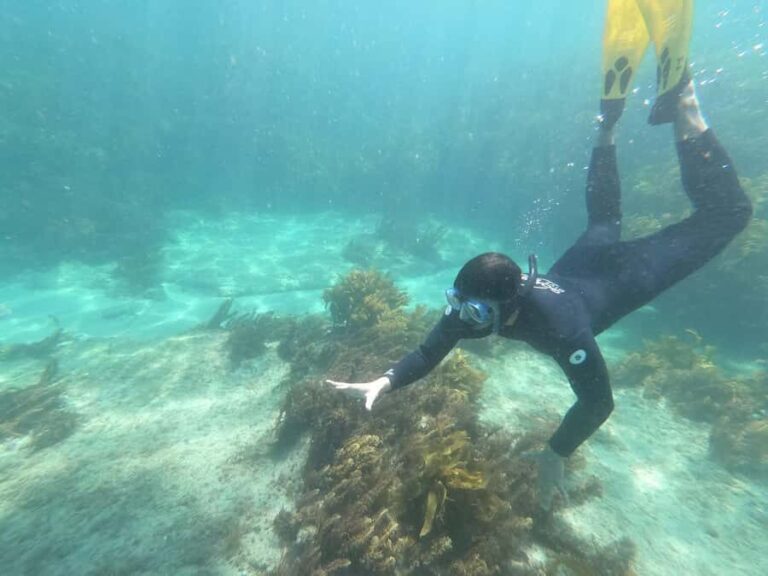 Goat Island Guided Snorkelling Tour For Advanced - Final Thoughts: Is This Tour Right for You?