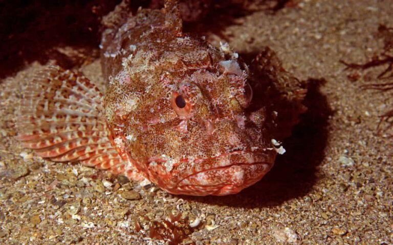 Goat Island Marine Reserve: Full-Day Dive Charter - Exploring the Itinerary and What You Can Expect