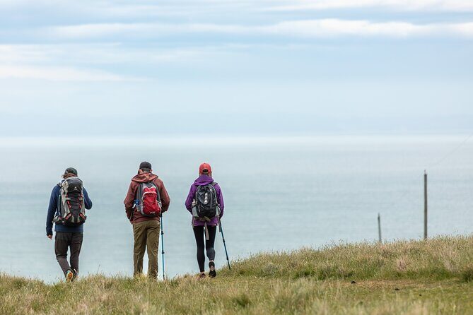 Godley Head Scenic Drive & Guided Walk (Shore Excursion) - In-Depth Look at the Itinerary