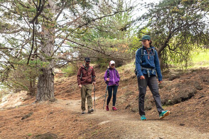 Godley Head Scenic Drive & Walking Tour (Private Shore Excursion) - What You’ll Love About This Tour