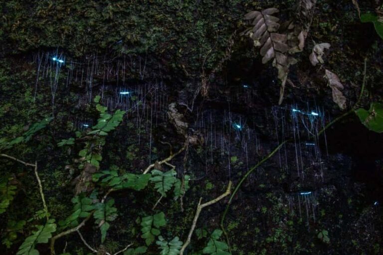 Gold Coast: Evening Rainforest and Glow Worm Experience - Wildlife Encounters and Nighttime Flora