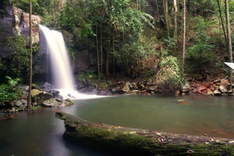Gold Coast: Glow Worms Day/Night Rainforest & Waterfall Walk - Value and Practical Considerations