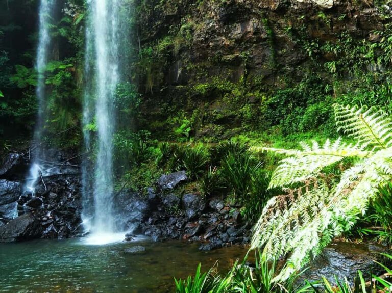 Gold Coast: Kangaroos, Rainforest & Waterfalls Experience - The Waterfalls: Walking, Swimming, and Scenic Views