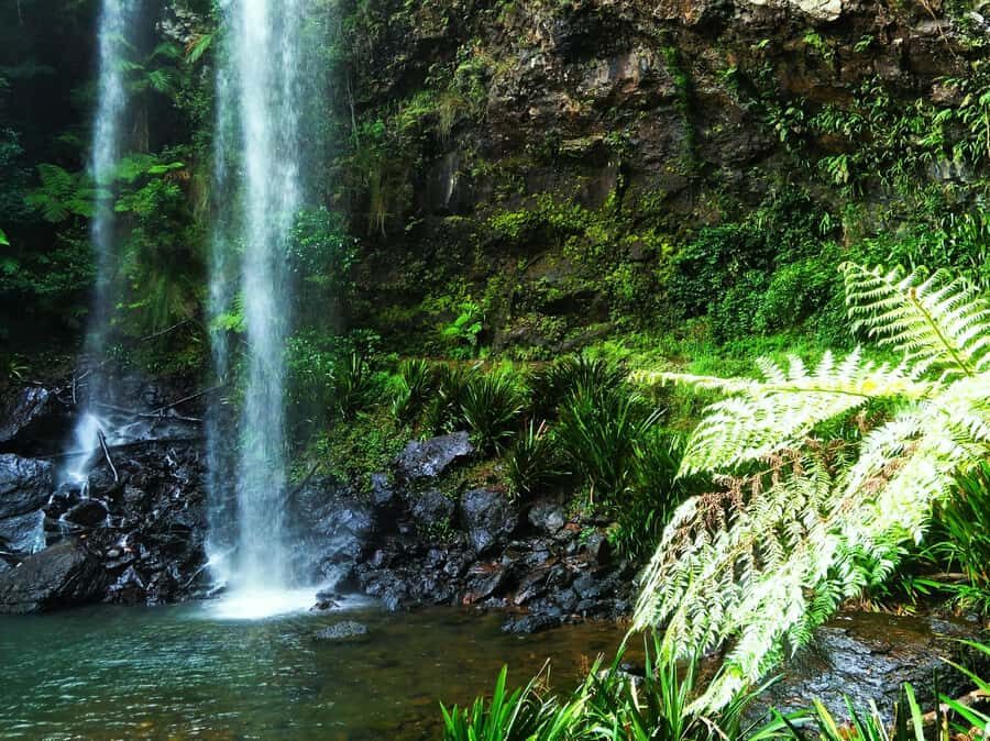 Gold Coast: Kangaroos, Rainforest & Waterfalls Experience - The Waterfalls: Walking, Swimming, and Scenic Views