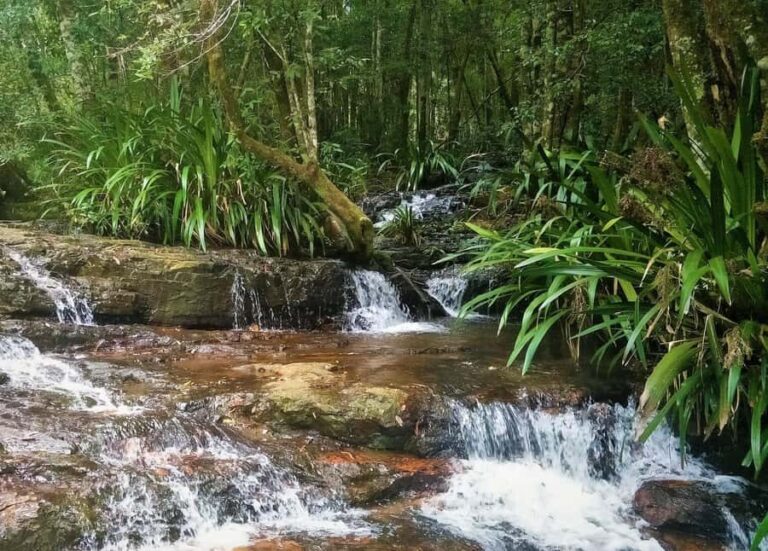 Gold Coast: Koalas, Glow Worms & Kangaroos Nature Experience - Who Should Consider This Tour?