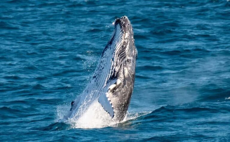 Gold Coast: Luxury Whale Watching Tour - The Itinerary and Experience Breakdown