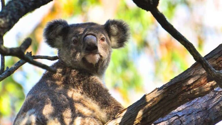 Gold Coast: Mount Tamborine Kangaroo and Koala Day Tour - Mount Tamborine: A Historic Mountain Top