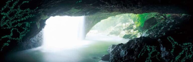 Gold Coast: Natural Bridge Glow Worm Night Tour - Practical Details and Value