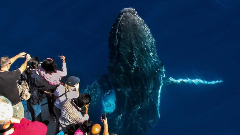 Gold Coast: Premium Whale Watching Cruise - What Makes This Whale Watching Tour Stand Out