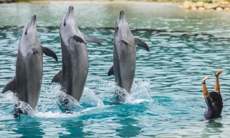 Gold Coast: Sea World Cruise & Entry Combo Ticket - Who Will Love This Experience?