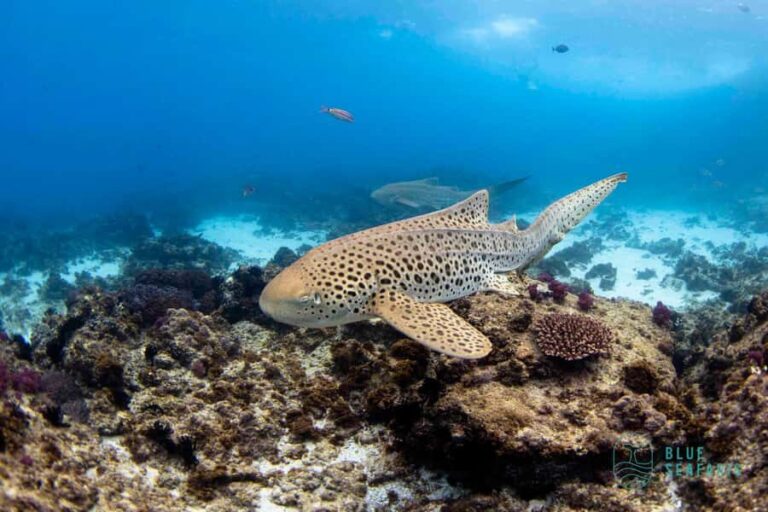 Gold Coast: Snorkel with Turtles - Final Thoughts