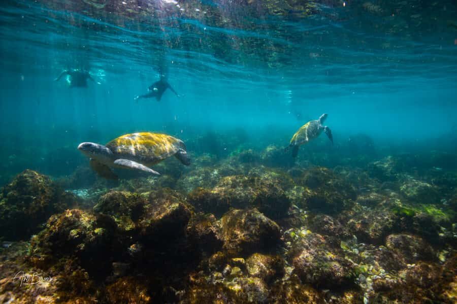 Gold Coast: Snorkeling with Turtles Half-Day Tour - Transportation and Timing