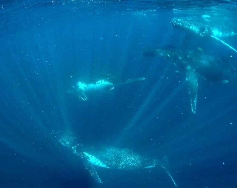 Gold Coast: Swim with Whales - The Itinerary in Detail