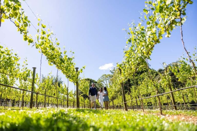 Gold Coast: Tamborine Mountain Local Winery Tour with Lunch - Why This Tour Works for Travelers