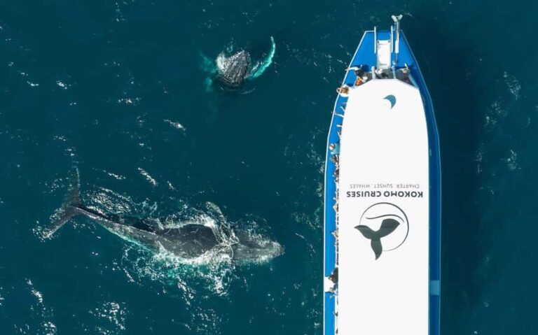 Gold Coast Whale Experience - Why This Tour Excels