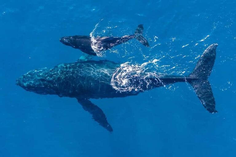 Gold Coast: Whale Watching - Why the Small Group & Open Vessel Make a Difference