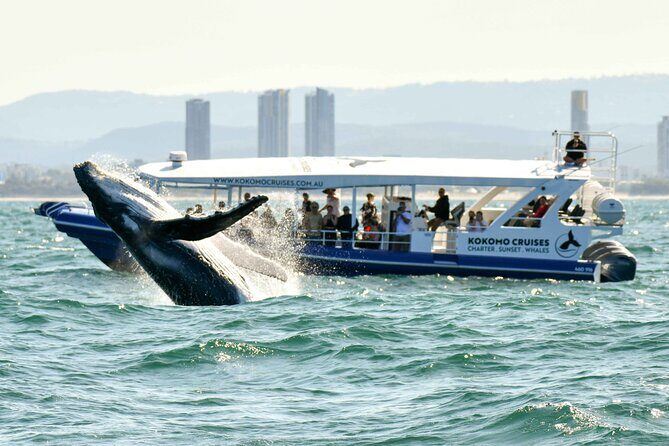 Gold Coast Whale Watching Cruise - Frequently Asked Questions