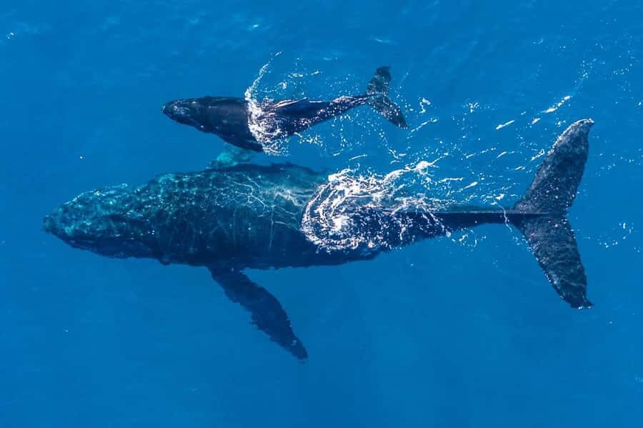 Gold Coast: Whale Watching - Why the Small Group & Open Vessel Make a Difference