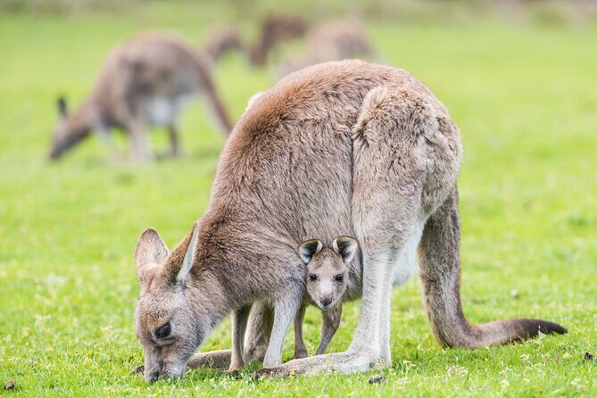 Grampians National Park with MacKenzie Falls and Kangaroos - The Value and Price Point