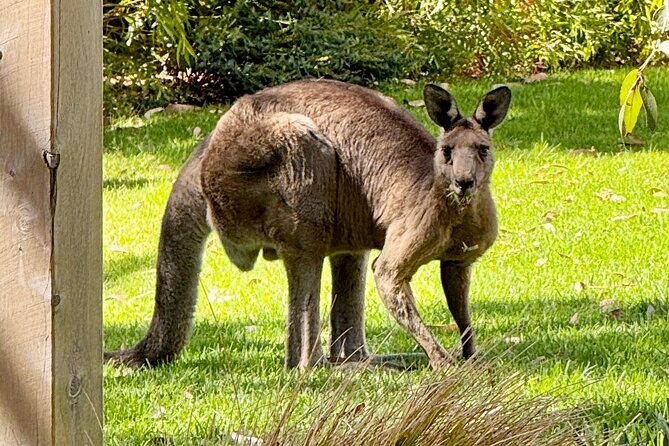 Great Ocean Road 1 Day Luxury Private Tour - A Detailed Look at the Itinerary