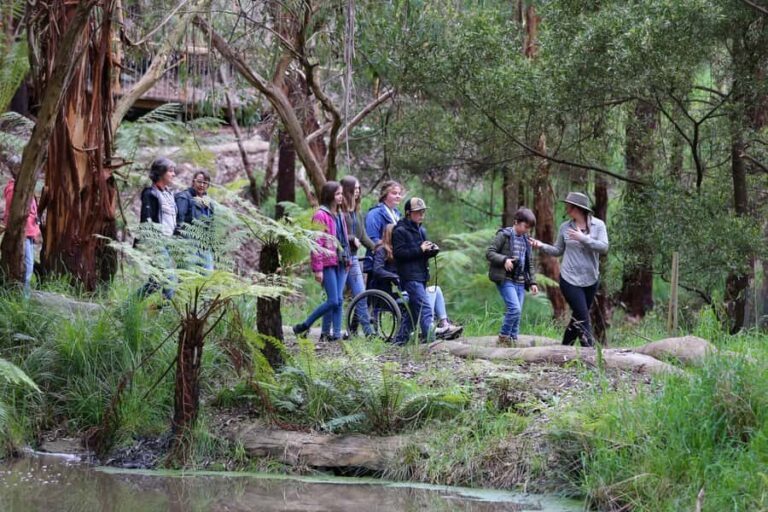 Great Ocean Road: Guided Wildlife Walk that Supports Nature - Discovering the Otways Bushland: What to Expect