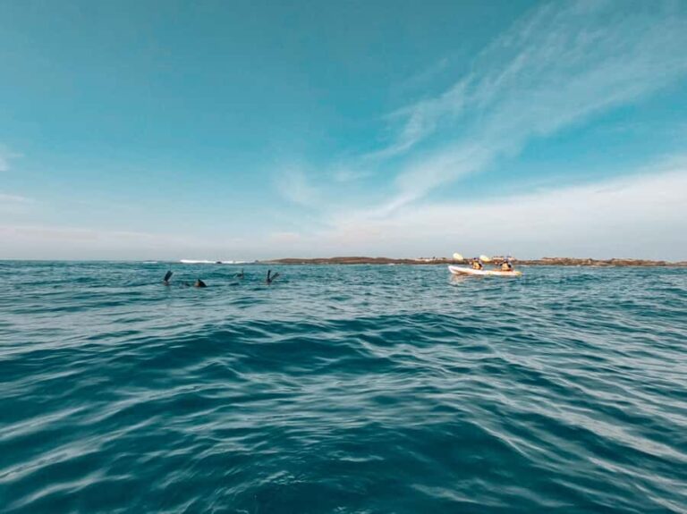 Great Ocean Road: Kayaking with Seals Tour - Practical Tips for Travelers