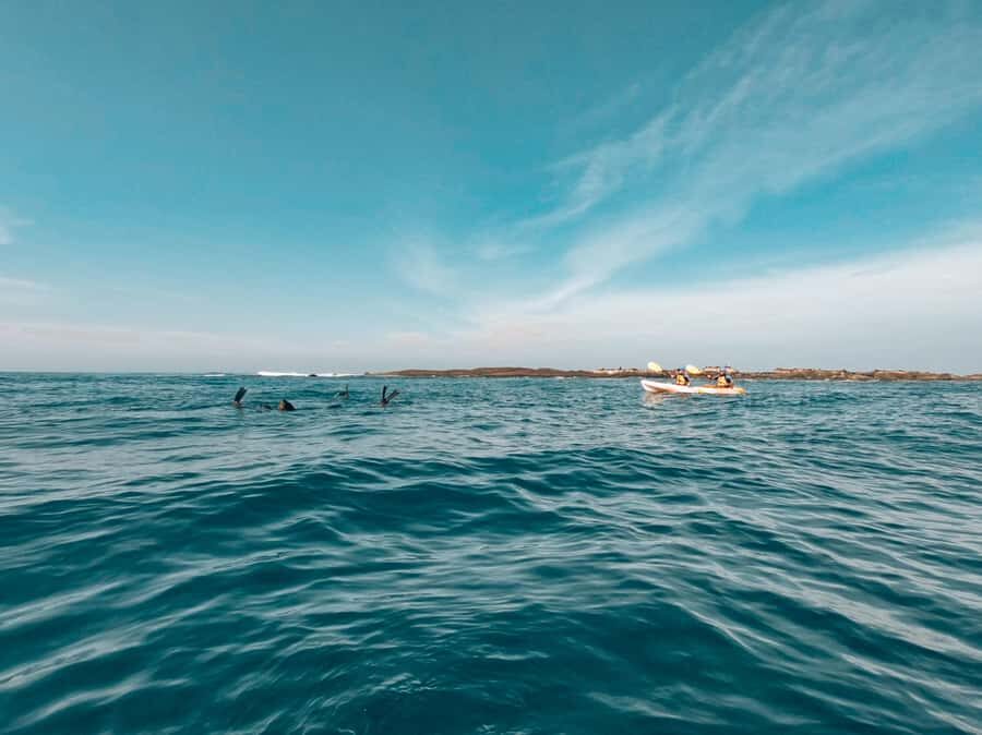 Great Ocean Road: Kayaking with Seals Tour - Practical Tips for Travelers