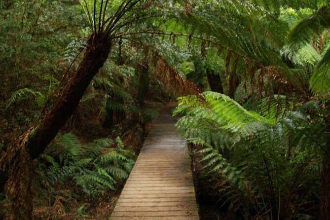 Great Ocean Road Medium Size Group Tour - Analyzing the Cost and Overall Value