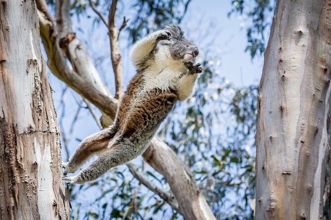 Great Ocean Road Private Group Tour in Melbourne - What Travelers Say and Why It Matters