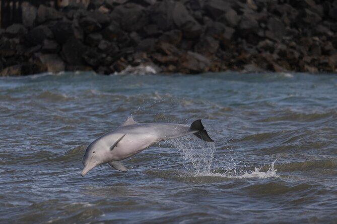 Great Sandy Straits Seven Island Ultimate Wildlife Cruise - An In-Depth Look at the Itinerary
