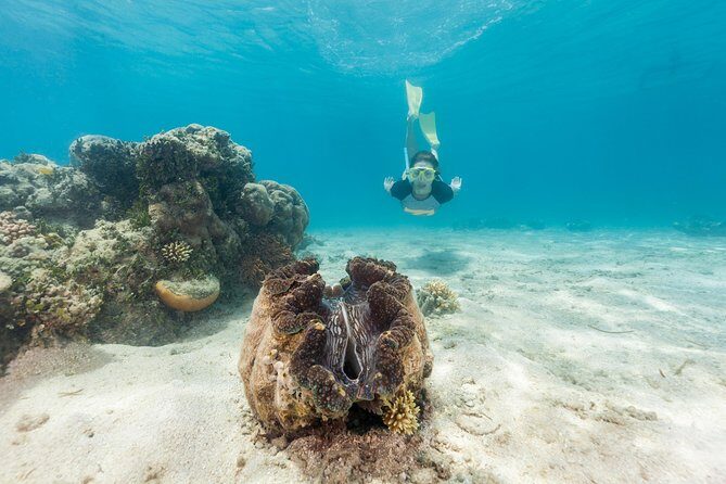 Green Island Day Trip from Cairns - Why You Might Like This Tour