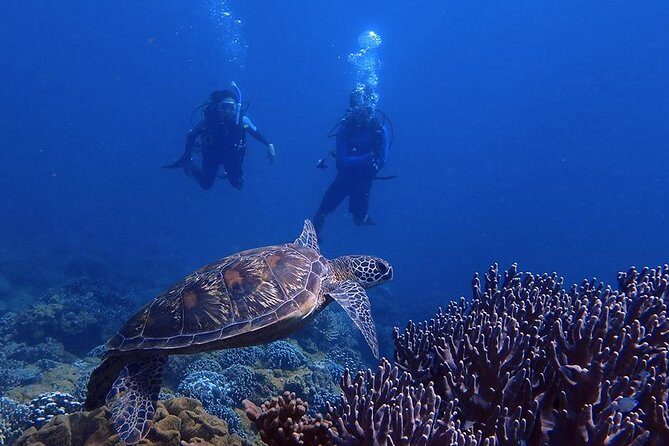 Guam's Best Beach Diving! Beginner and Advanced Dives - Why This Tour Is a Great Choice