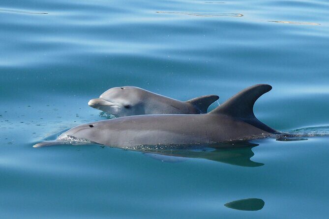 Guided Dolphin Eco-Cruise in Koombana Bay - Value for Money