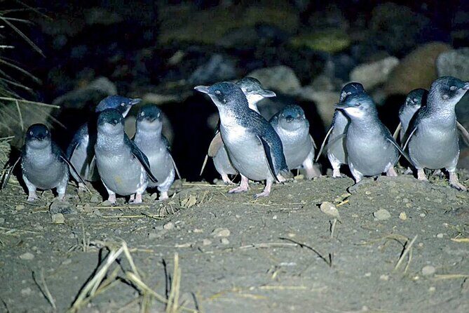 Guided Evening Penguin Viewing Otago Peninsula, Dunedin, New Zealand - The Sum Up: Is It Worth It?