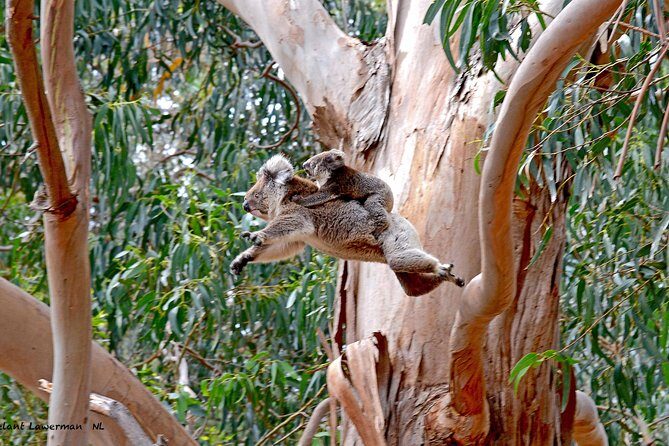 Guided Koala Walk and Bushfire ecology tour - The Value of the Experience