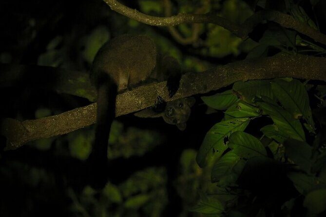 Guided Night Walk in Cape Tribulation - Who Should Consider This Tour?