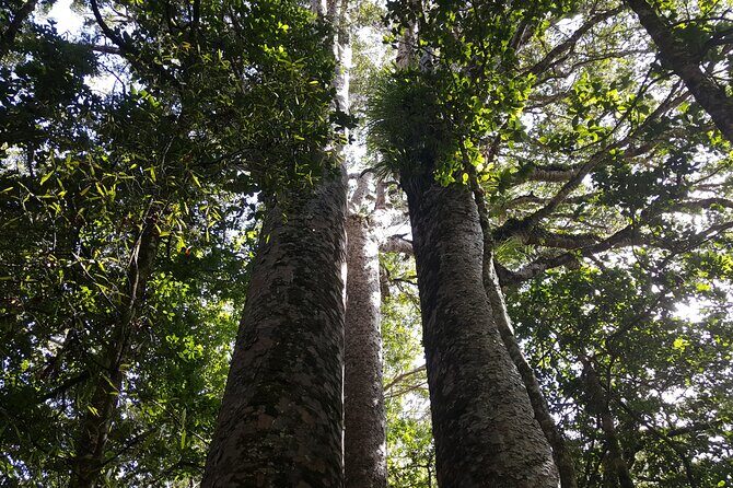 Guided Puketi Kauri Forest Tour in Bay of Islands - Why This Tour Might Appeal to You
