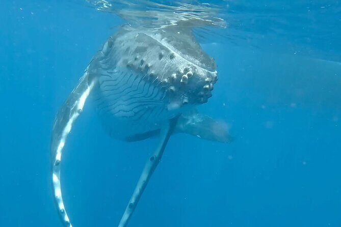 Guided Small Group Whale Watching and Swim Tour Tahiti - Who Should Consider This Tour?