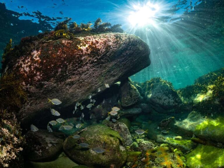 Guided Snorkel Tour at Australias most iconic beach - The Value of Small Group Snorkeling